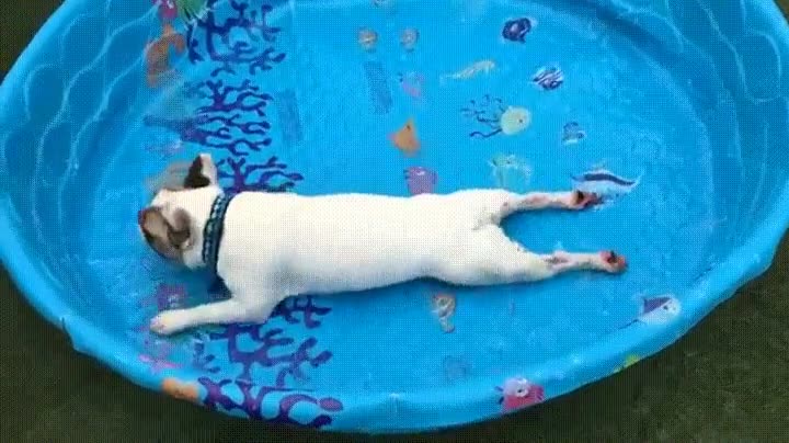 perros,bulldog franc&eacute;s,necesitar,agua,nadar,piscina