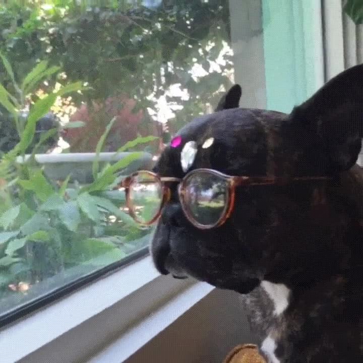 perro,esperar,ventana,volver,trabajo