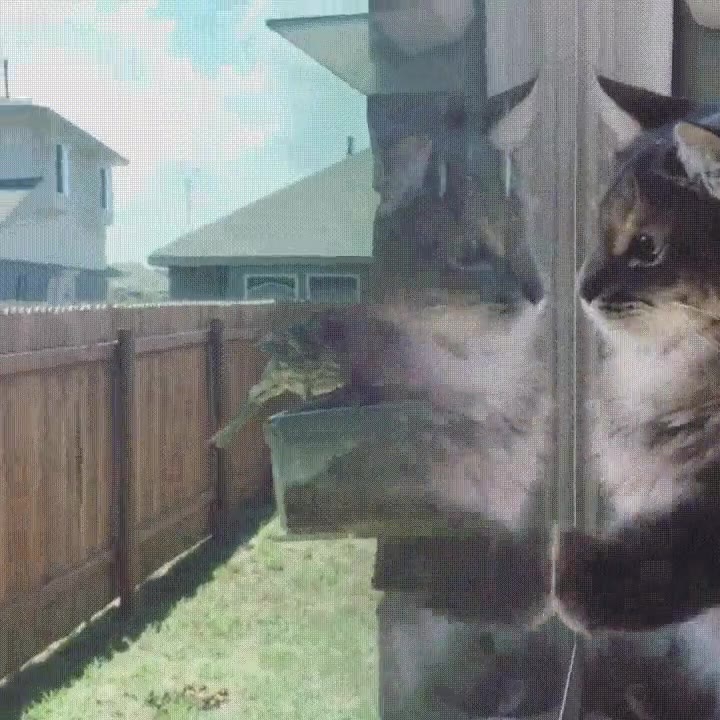 gato,ventana,cerca,lejos