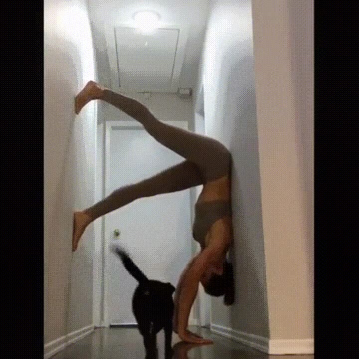 yoga,pasillo,puerta,casa,perro,saludar