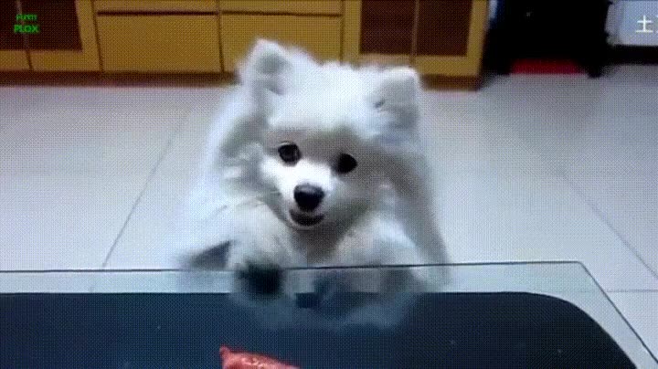 perro,comida,cerca,lejos,pobre