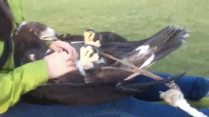 aguila,dorada,necesitar,mimos