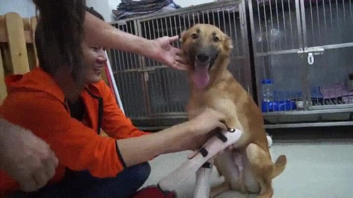 perro,feliz,mundo,volver,andar,pr&oacute;tesis