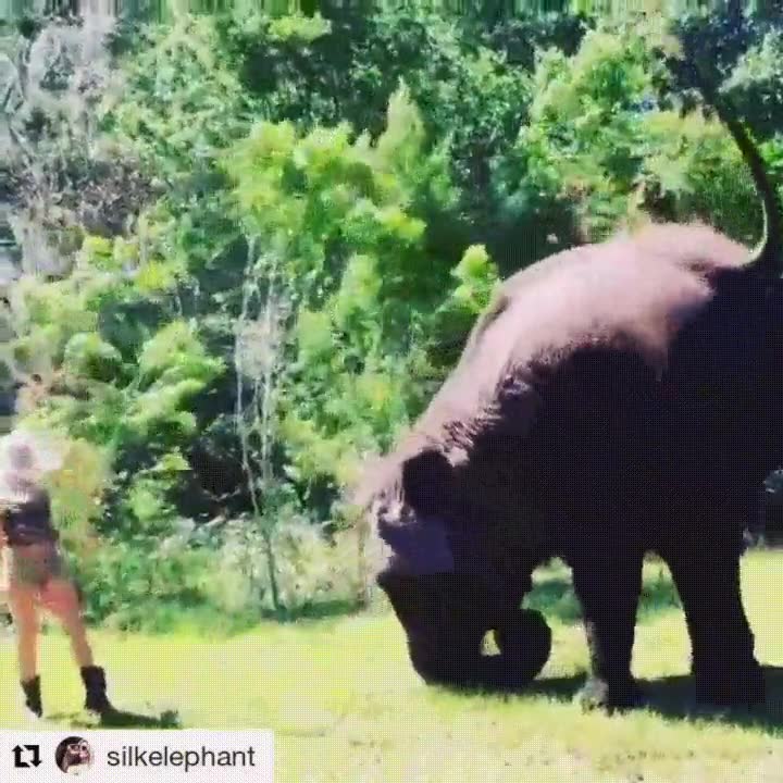 chica,ense&ntilde;ar,elefante,pino