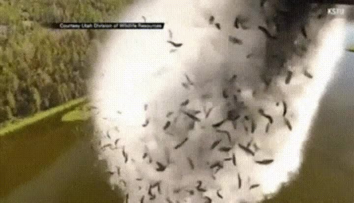 devolver,centenares,peces,lago