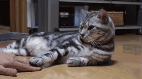 nunca,vencer,humano,juego,pata,mano