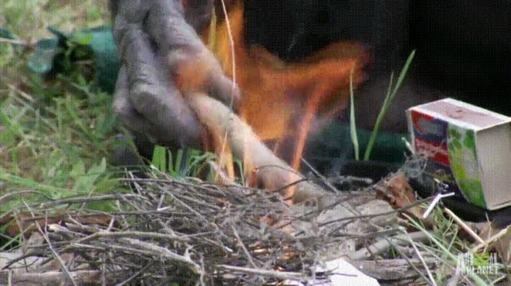 mono,descubrir,comodidad,fuego,cerillas