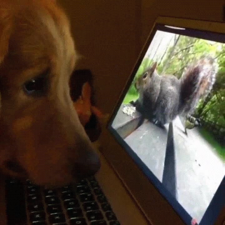 perro,enganchado,documentales,naturaleza