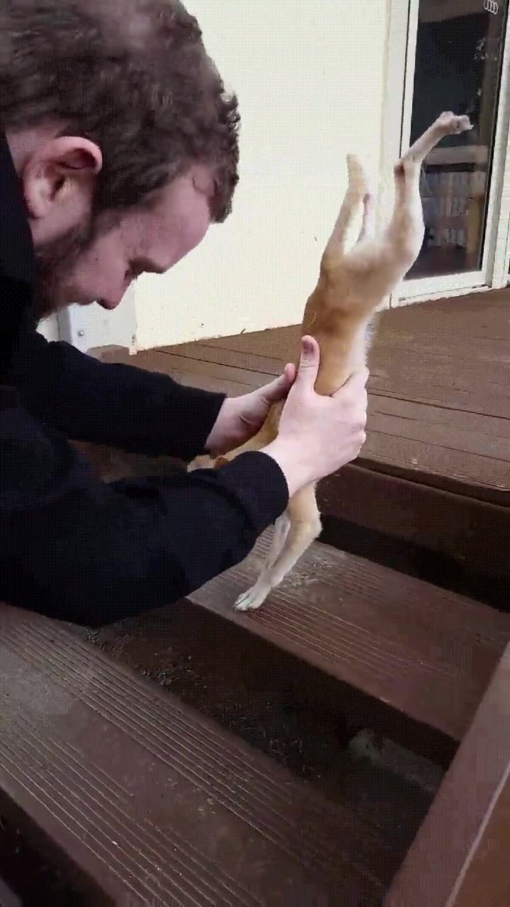 perro,bug,explicar,bajar,escaleras