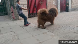 perro,sacar,pasear,due&ntilde;o,correa,estirar