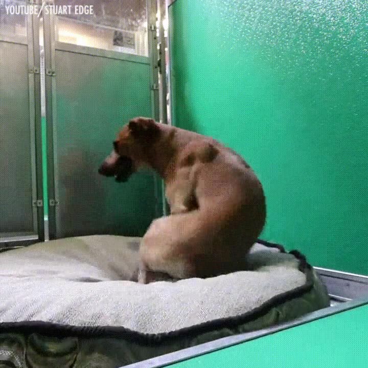 comprar,perro,colchon,inmensamente,feliz