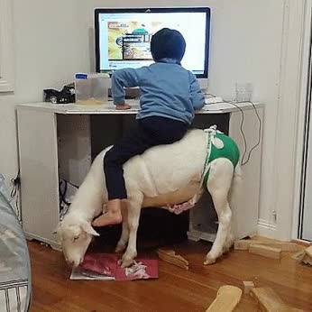 cabra,comer,deberes,verdad