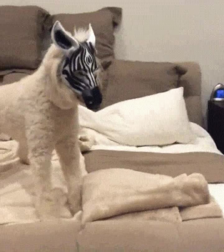 gato,encontrar,criatura,horrenda,universo