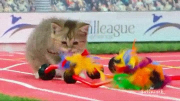 olimpiadas,gatos,evento,deportivo,adorable,a&ntilde;o