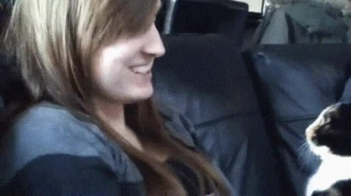 gato,harto,besos,empalagosos