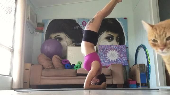 gato,poner,peor,sitio,posible