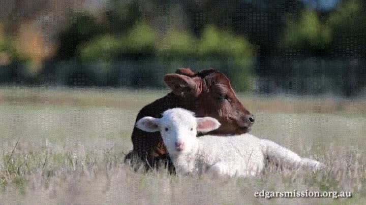 Enlace a Ellos no entienden de ningún tipo de diferencias
