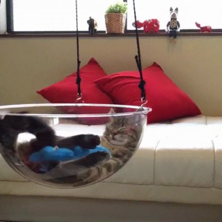 mejor,lugar,gato,siesta