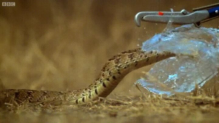 momento,exacto,serpiente,explotar,globo de agua