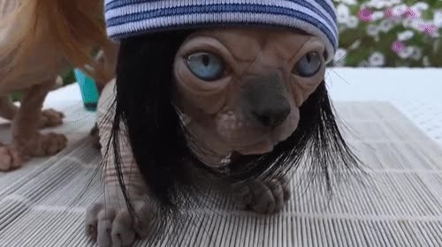 gatos,malotes,mundo,caras