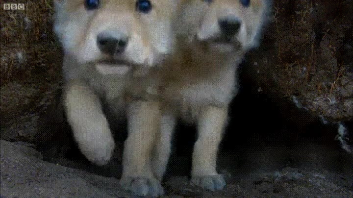 Enlace a Cachorros de lobo investigando una misteriosa cámara