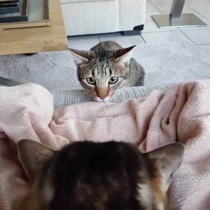 gato,nada nuevo,salir,mirada,loca