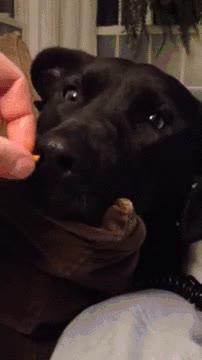 mejor,manera,despertar,perro,comida