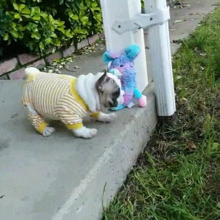 perro,salto,preparaci&oacute;n,pasitos