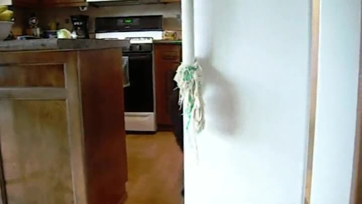 cerrar,puerta,nevera,perro