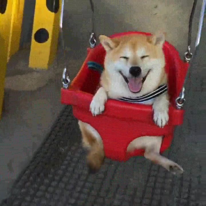 llevar,perro,parque,contento,feliz,mundo,columpio