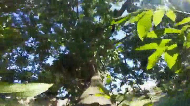 ardilla,escalar,arbol,primera persona,camara,pov