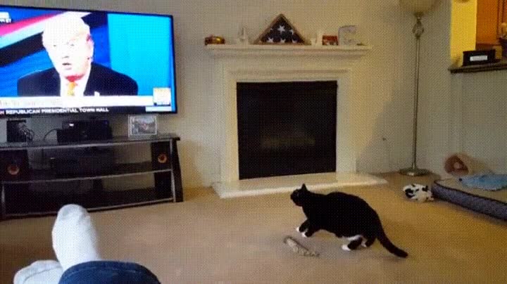 gato,tele,odiar,donald trump
