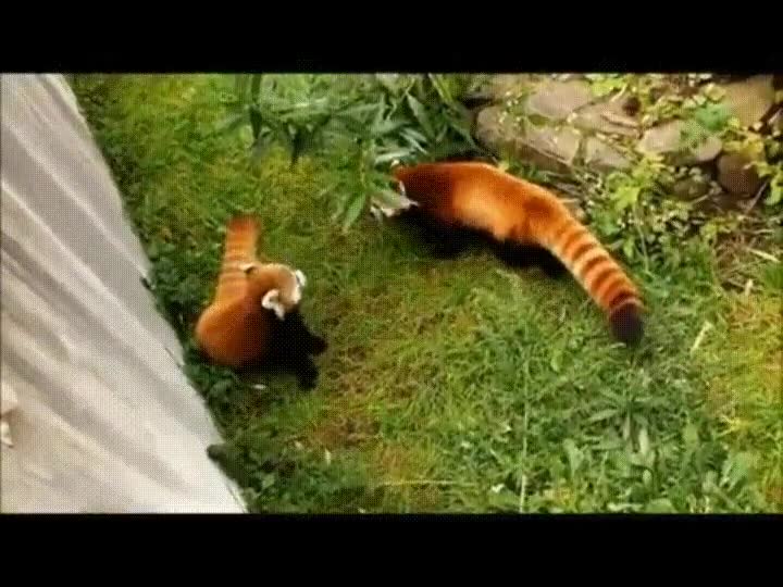 explosiones,invisibles,peligro,panda rojo