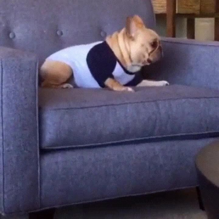 despertar,perro,sofa,confundido,caer