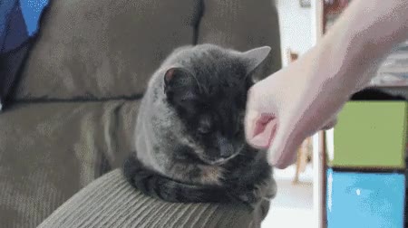 intentar,ense&ntilde;ar,nuevo,saludo,mascotas