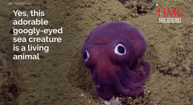 calamar,adorable,mundo,criaturas marinas,ojos