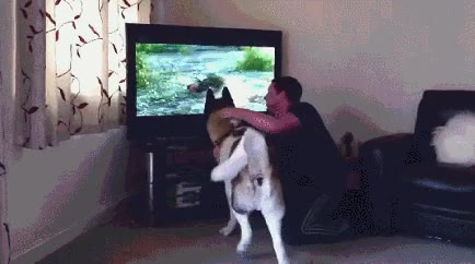 perro,salvar,humano,garra,oso