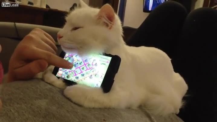 olvidate,funda,cara,sujetar,movil