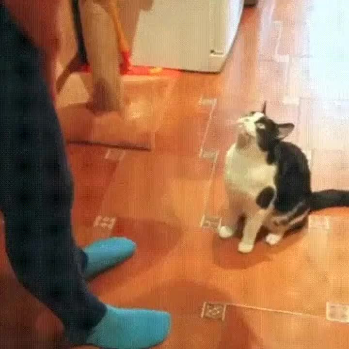 gato,levantar,simba,el rey leon