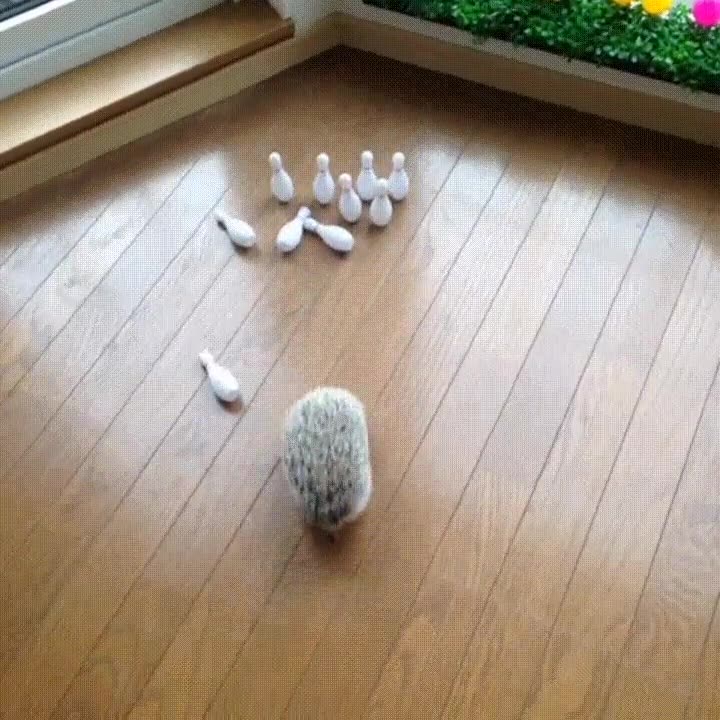 sonic,salvar,mundo,erizo,bolos,amante