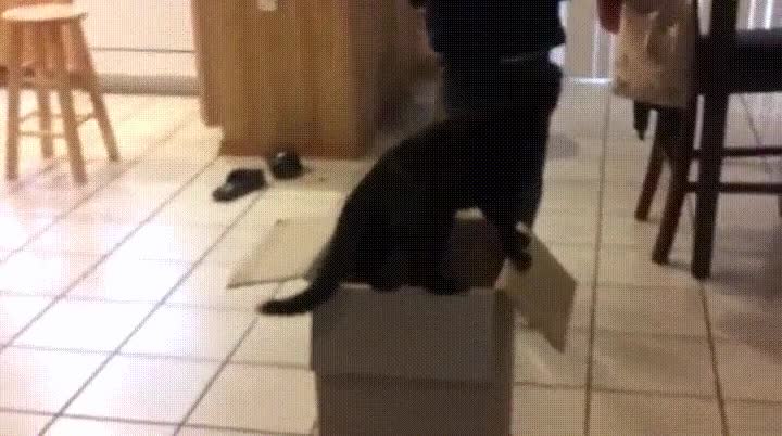 jugar,gato,caja,pesao