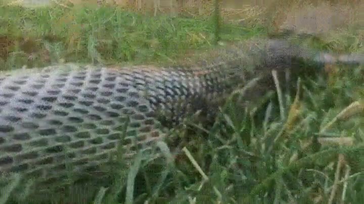 anaconda,cambiar,piel,nunca,cansar,verlo