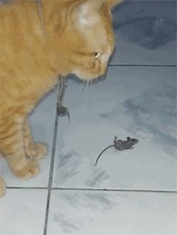 truco,sobrevivir,gato,raton,hacerse el muerto