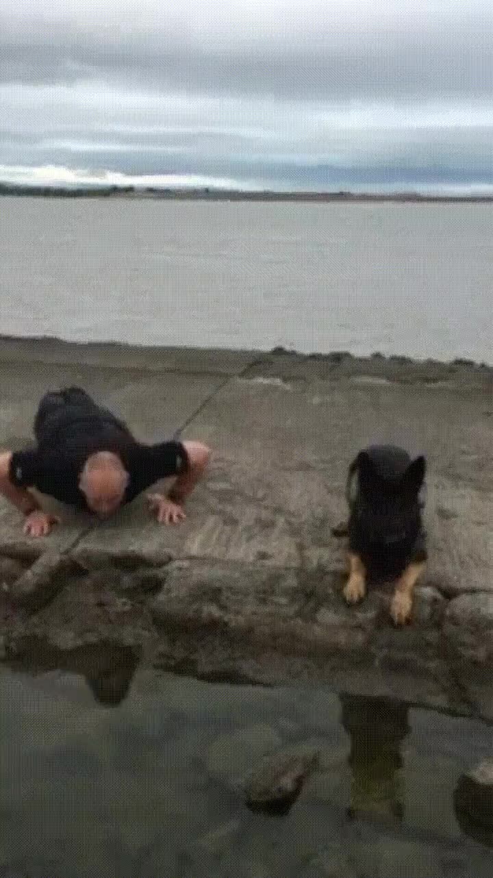 perro,flexiones,ejercicio,compa&ntilde;&iacute;a