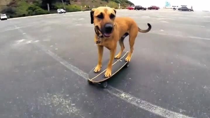 perro,patinar,mejor,muchos,nosotros