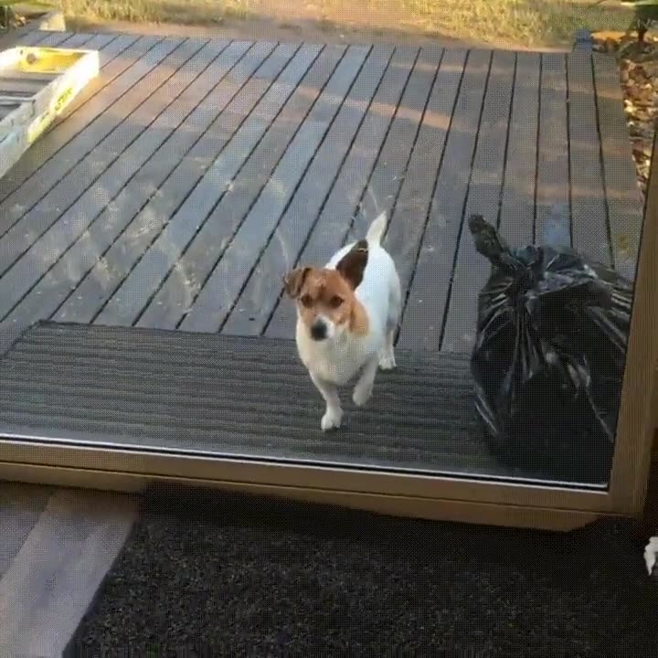 diablos. acabar,pasar,perro,gato,cristal