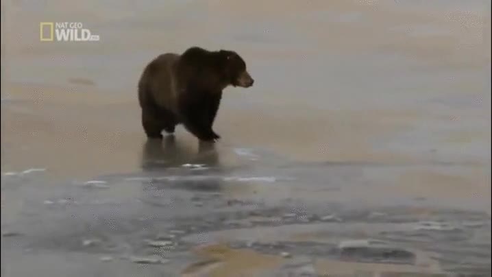 nadie,visto,resbal&oacute;n,oso,actua,forma,natural