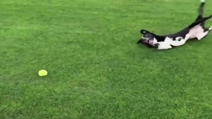 cerca,lejos,perro,pelota,inercia,cesped