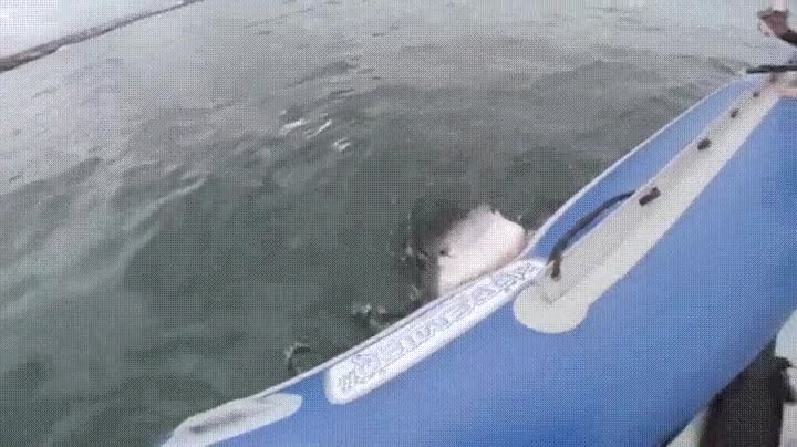 entrar,panico,lancha,tiburon,morder