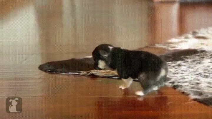 estornudo,fuerte,caer brues,suelo,perro